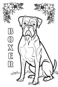 boxer-dog-coloring-page